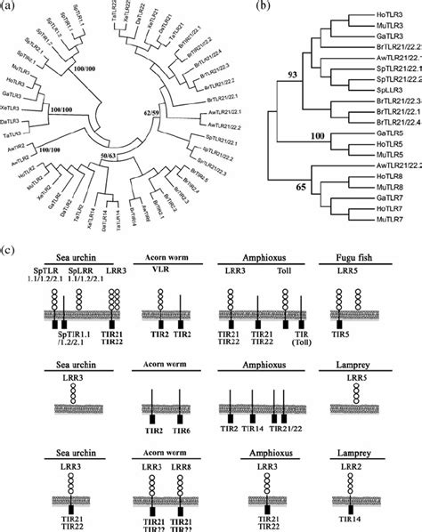 (a) Unrooted phylogenetic tree of deuterostome TLRs and a selected set ...