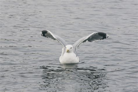 Gull Flying Water - Free photo on Pixabay