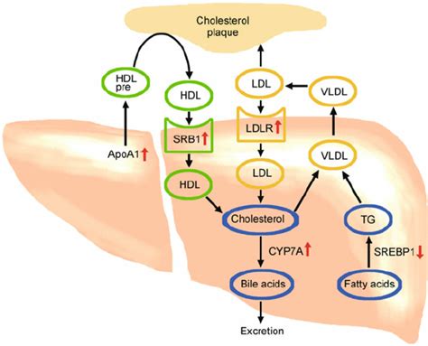 Ldl Receptor Pathway - malayelly