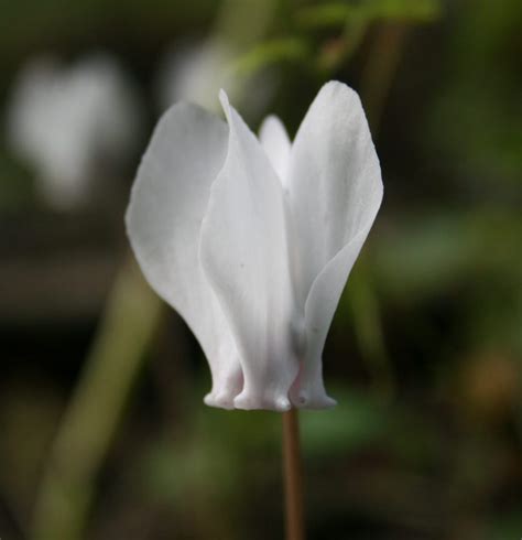 Cyclamen hederifolium album - Shipton Bulbs