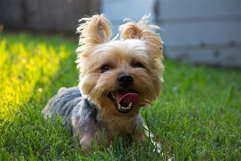 Maltese Yorkie Mix – Adorable and Friendly Hybrid Dog