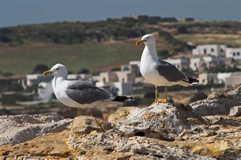 Fauna - The Aegean Islands