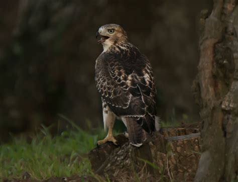 Do Hawks Migrate? Understanding the Fascinating Journey of Hawk Migration