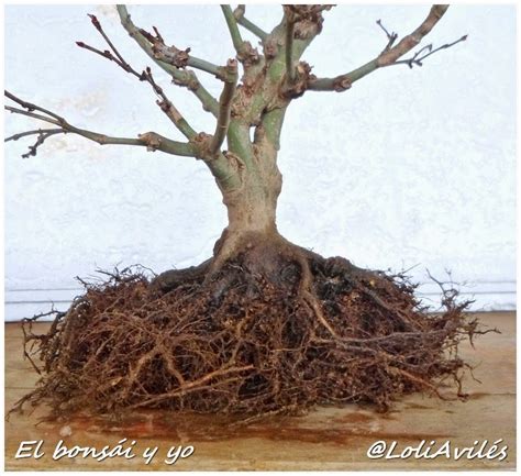 Acer palmatum kiyohime, tenía que ser en esta. - El bonsái y yo