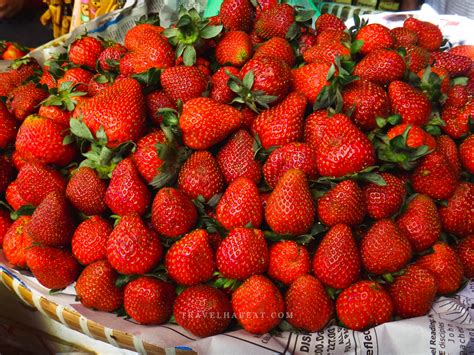 5 Things to Do in Strawberry Farm Baguio - Go Travel First