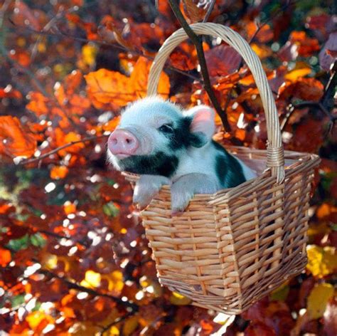 These Adorable Animals Ready for Fall Will Make You Smile - homeyou