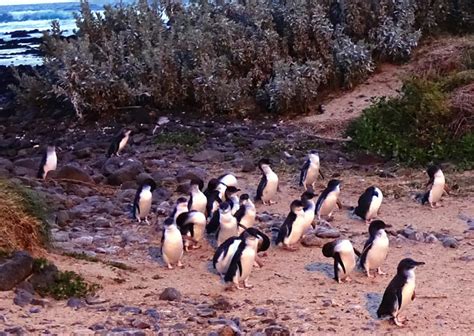 Guide to Phillip Island Penguin Parade with Kids - The Kid Bucket List