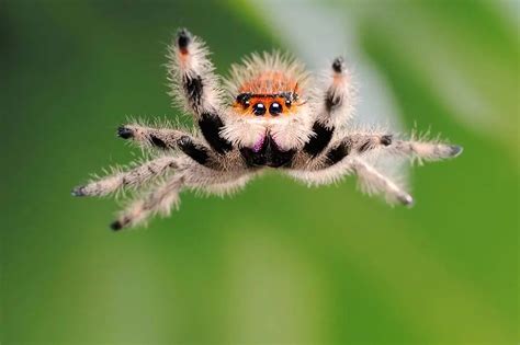 What do jumping spiders look like? (Jumping spider facts and lifespan) | ExoPetGuides