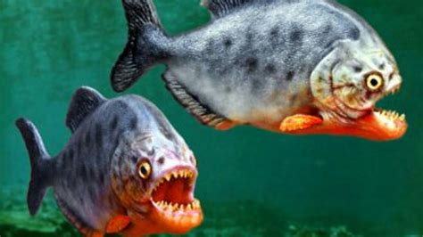 My pet PIRANHA - YouTube