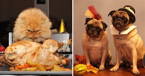 10+ Animals Who Are Very Excited For Thanksgiving