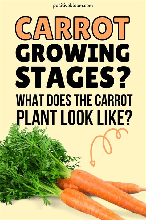 Carrot Growth Stages: What Does The Carrot Plant Look Like?