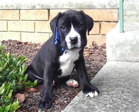 Love the White on this Boxador | Boxador | Boxador puppies, Boxador ...