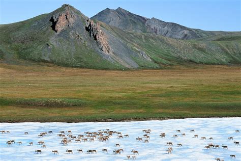 Protecting the Arctic National Wildlife Refuge - The Conservation Alliance