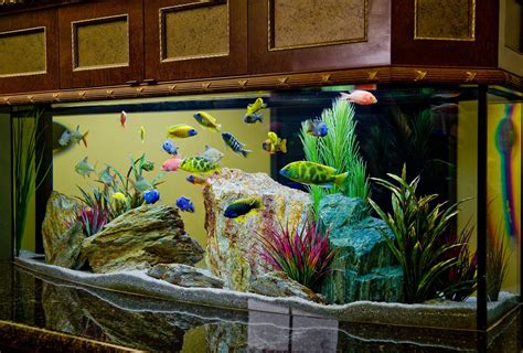 Aquarium Design Group