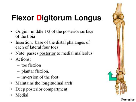 PPT - MUSCLES OF THE ANKLE AND FOOT PowerPoint Presentation, free ...