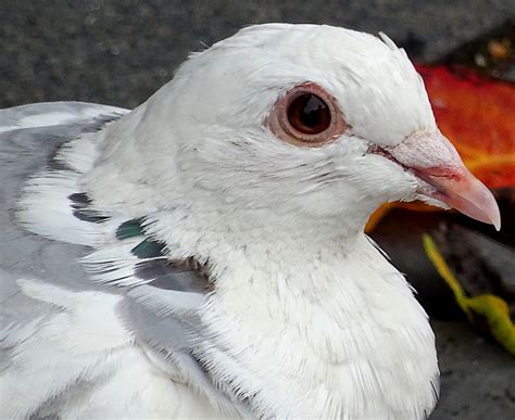 White Pigeon Up Close Free Stock Photo - Public Domain Pictures