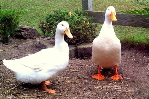 Best Duck Breeds for Pets and Egg Production | HGTV