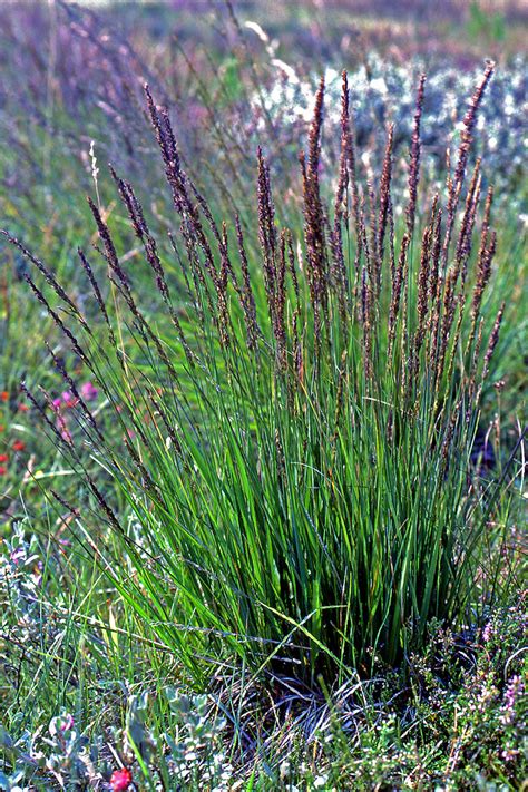 Molinia caerulea (Poaceae) image 49596 at PlantSystematics.org