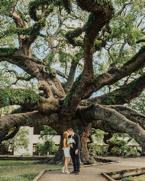 This Oak Tree In Florida Is One Of The Oldest - Narcity Naples Florida Beaches, Places In ...