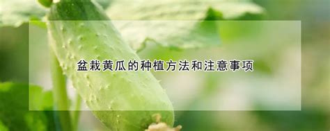 盆栽黄瓜的种植方法和注意事项 —【发财农业网】