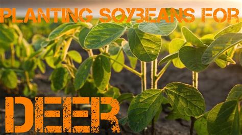 Planting Soybeans For Deer - Food Plot 2020 - YouTube