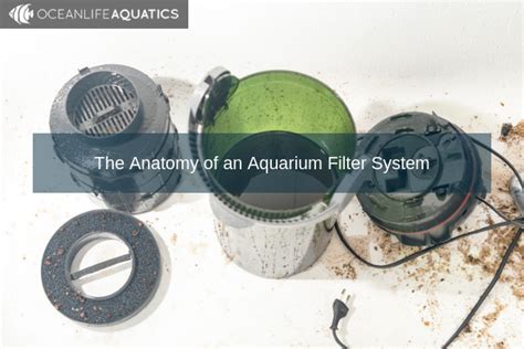 The Anatomy of an Aquarium Filter System | Ocean Life Aquatics