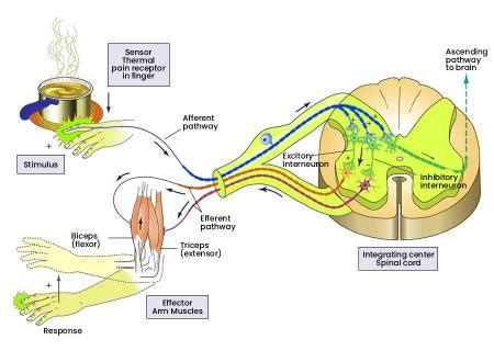 Somatic Nervous System Definition Function And Ex - buickcafe.com