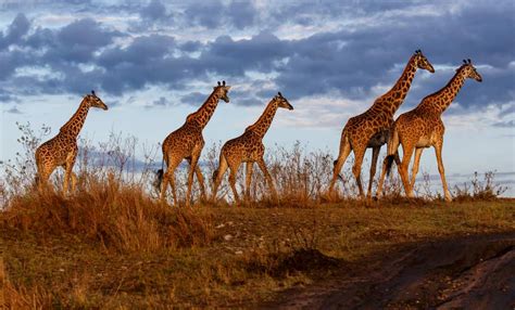 The Best National Parks in Kenya for Wildlife Safari | MakeMyTrip Blog