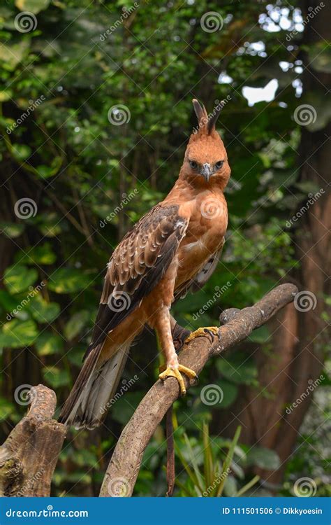 Javan Hawk Eagle Standing at Tree Branch Stock Photo - Image of outdoor ...