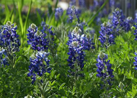 Elzabelz: Bluebonnets & Texas