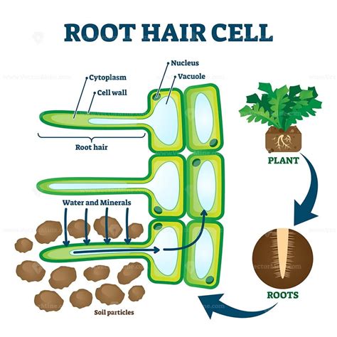 Root hair cell collecting mineral nutrients and water from soil ...