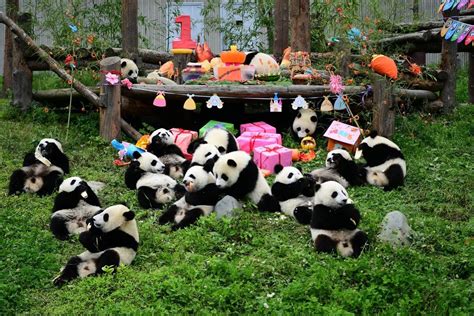 12 Enigmatic Facts About Chengdu Research Base Of Giant Panda Breeding ...