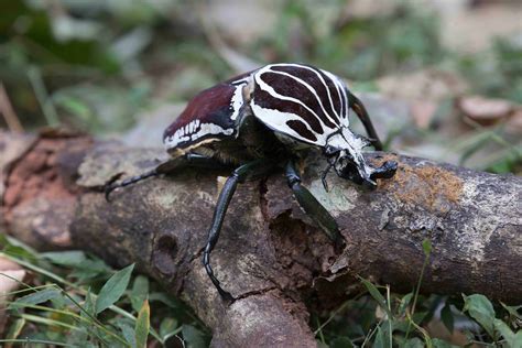 40 Goliath Beetle Facts: World's Heaviest Insect - Facts.net