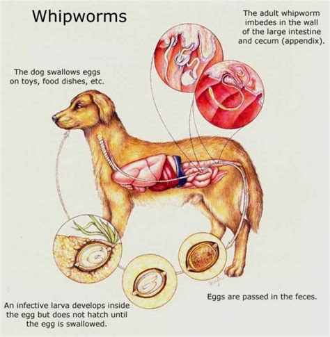 Whipworms in Dogs Causes, Symptoms, Treatment, Prevention