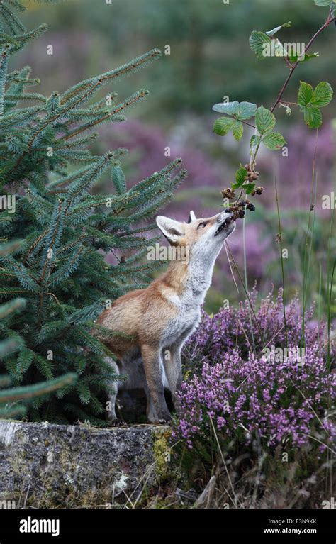 Vulpes vulpes Red fox eating blackberries Stock Photo - Alamy