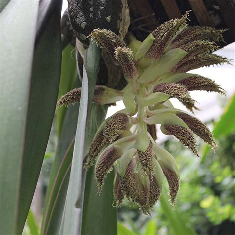 Bulbophyllum phalaenopsis: Orchids: Featured plants: Biology Building Greenhouse: Indiana ...