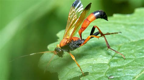 Parasitic Wasps: Nature's Pest Management - Home Garden Trends