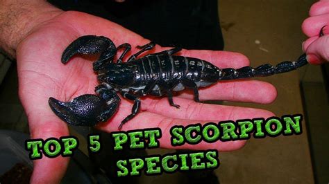 Top 5 Pet Scorpion Species - YouTube