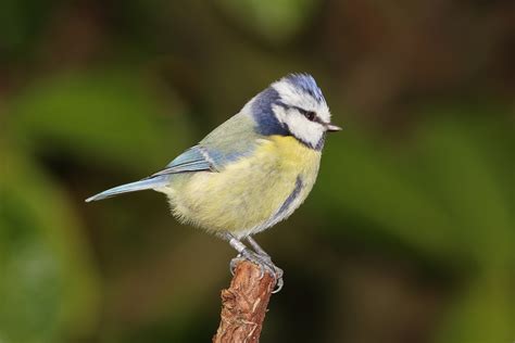 Songbird study shows one-hit wonder must change his tune to attract a mate