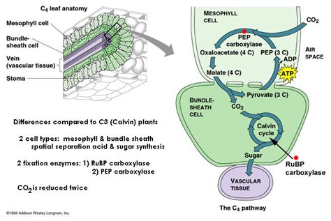 2.13 Photosynthesis