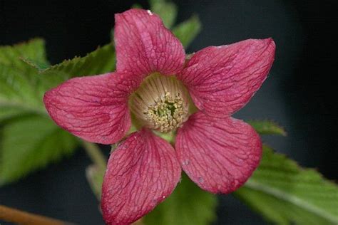 salmonberry | Native plants, Plants, Flowers