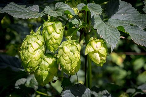 How to Grow Your Own Hops - Beer Making South Africa