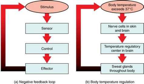 Positive Feedback Loop Examples | Science Trends