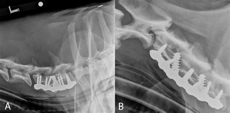 What Is Wobblers Disease In Dogs