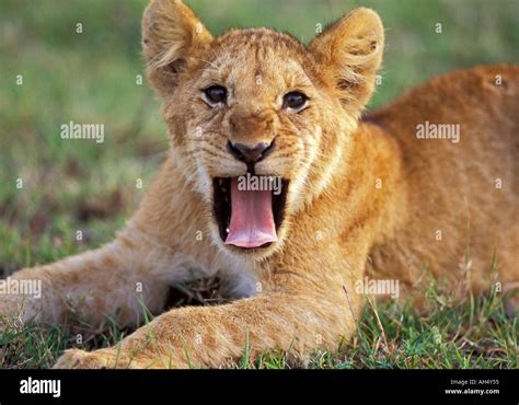 Lion cub roaring Stock Photo - Alamy