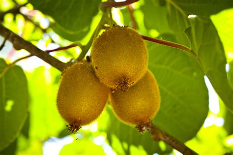 Baby Kiwi Fruit Tree. Kiwifruit. - Te Puke