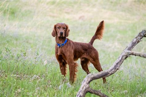 Irish Setter/Red Setter: Hunting Dog Breed Profile - Gun Dog