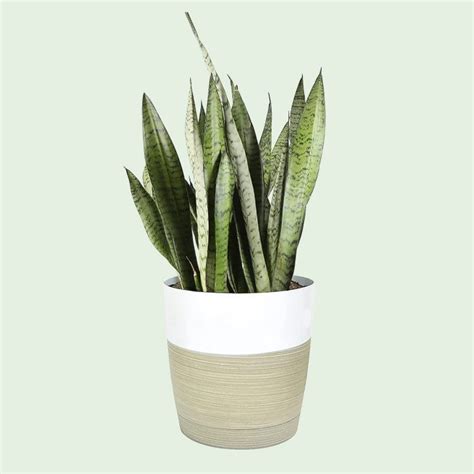 Low-Light Indoor Plants That Thrive in Near Darkness