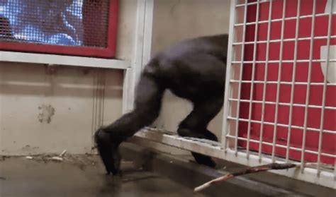 Zola The Gorilla Shows Her Amazing Dancing Skills Whenever She Gets In ...