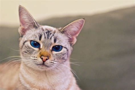 Newly adopted 1.5 year old female siamese tabby mix | Tabby, Cute ...